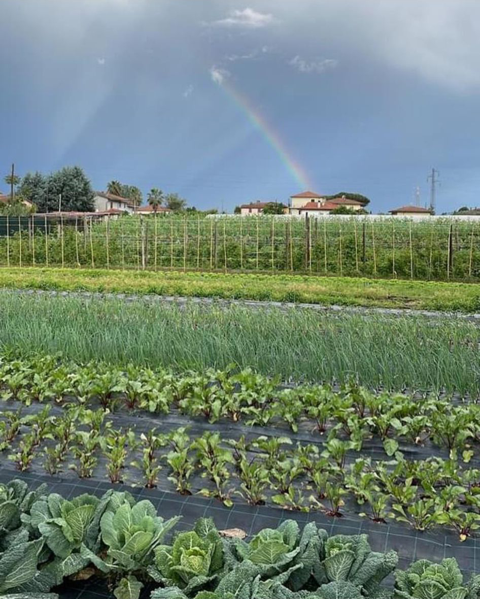 Chi siamo - L'orto del Gallo - Azienda Agricola Bio