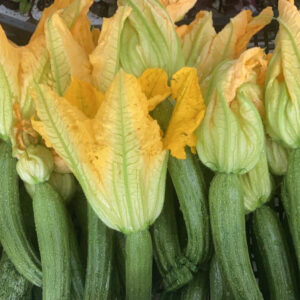 Zucchine - L'orto del Gallo - Azienda Agricola Bio